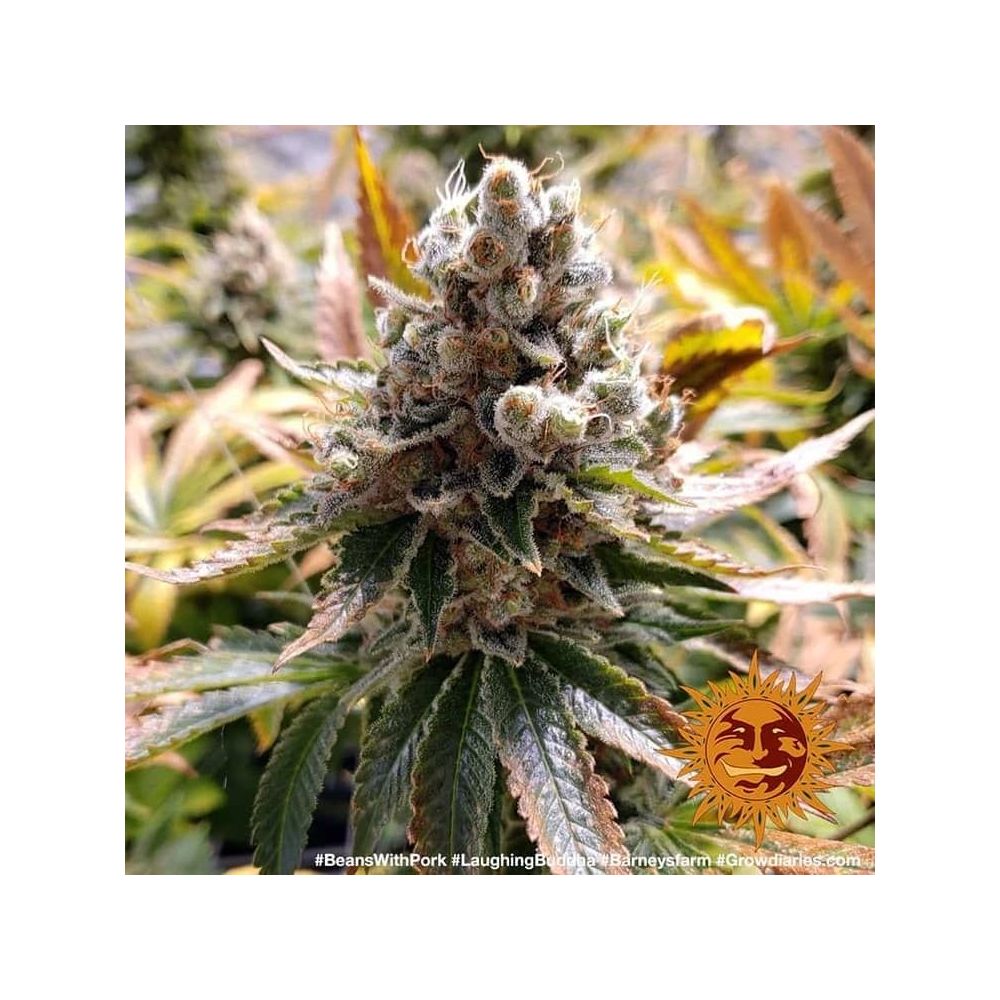 Barneys Farm Laughing Buddha Hanfsamen Blüte