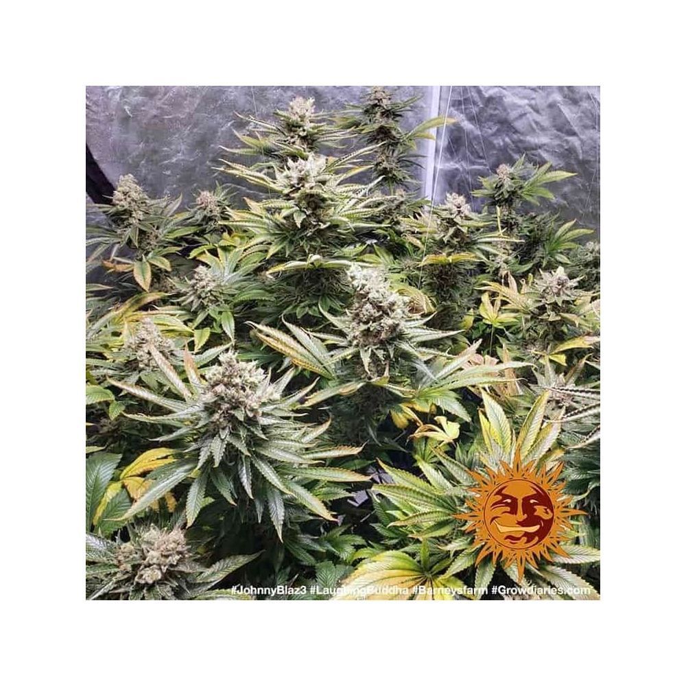 Barneys Farm Laughing Buddha Hanfsamen Blüte