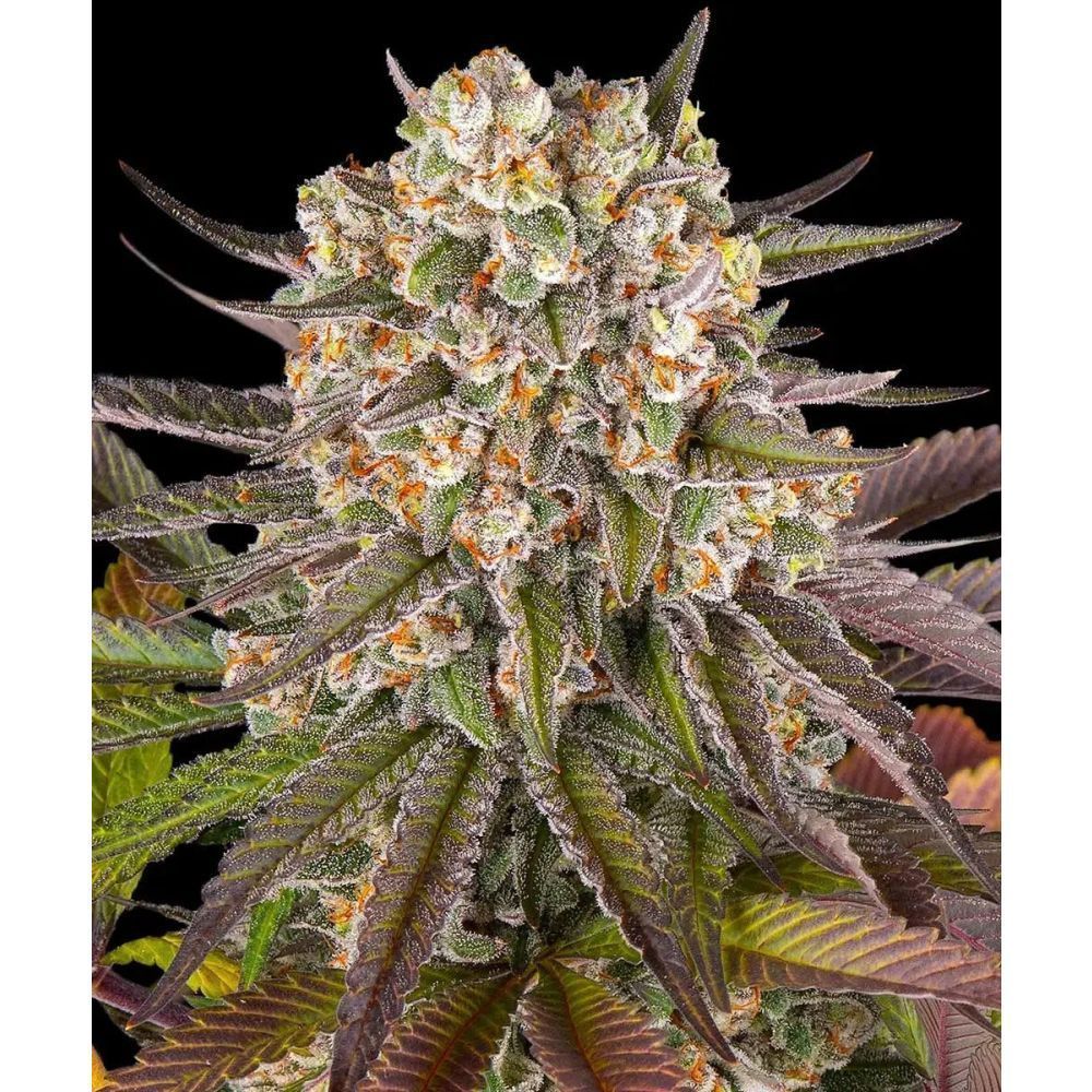 Barney's Farm Limoncello Feminsierte Hanfsamen Cannabisblüte