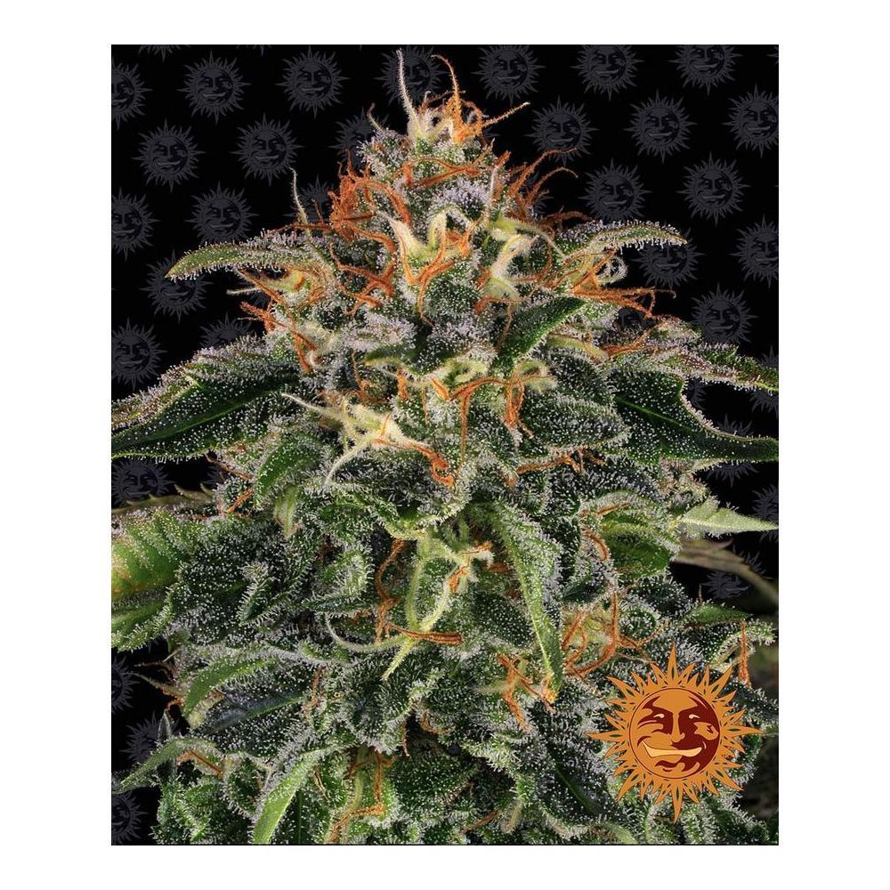 Barneys Farm Moby Dick Hanfsamen Blüte