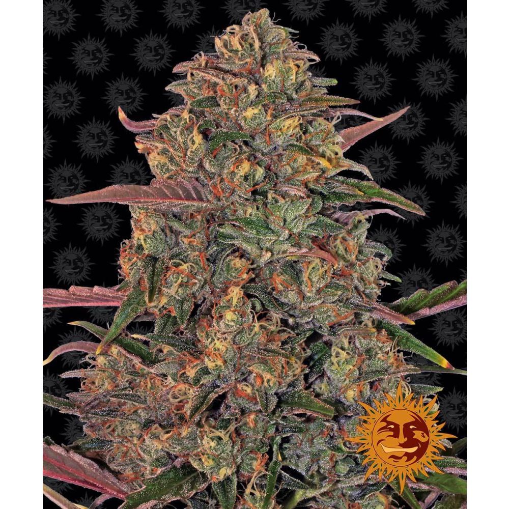 Barneys Farm Pineapple Chunk Hanfsamen Blüte