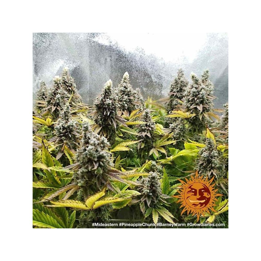 Barneys Farm Pineapple Chunk Hanfsamen Blüte