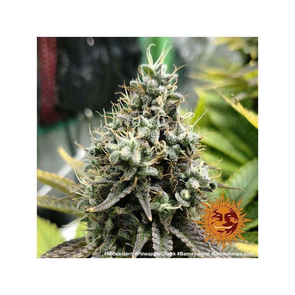 Barneys Farm Pineapple Chunk Hanfsamen Blüte