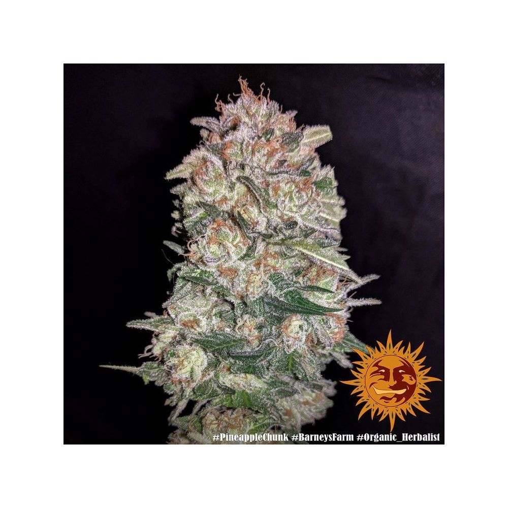 Barneys Farm Pineapple Chunk Hanfsamen Blüte
