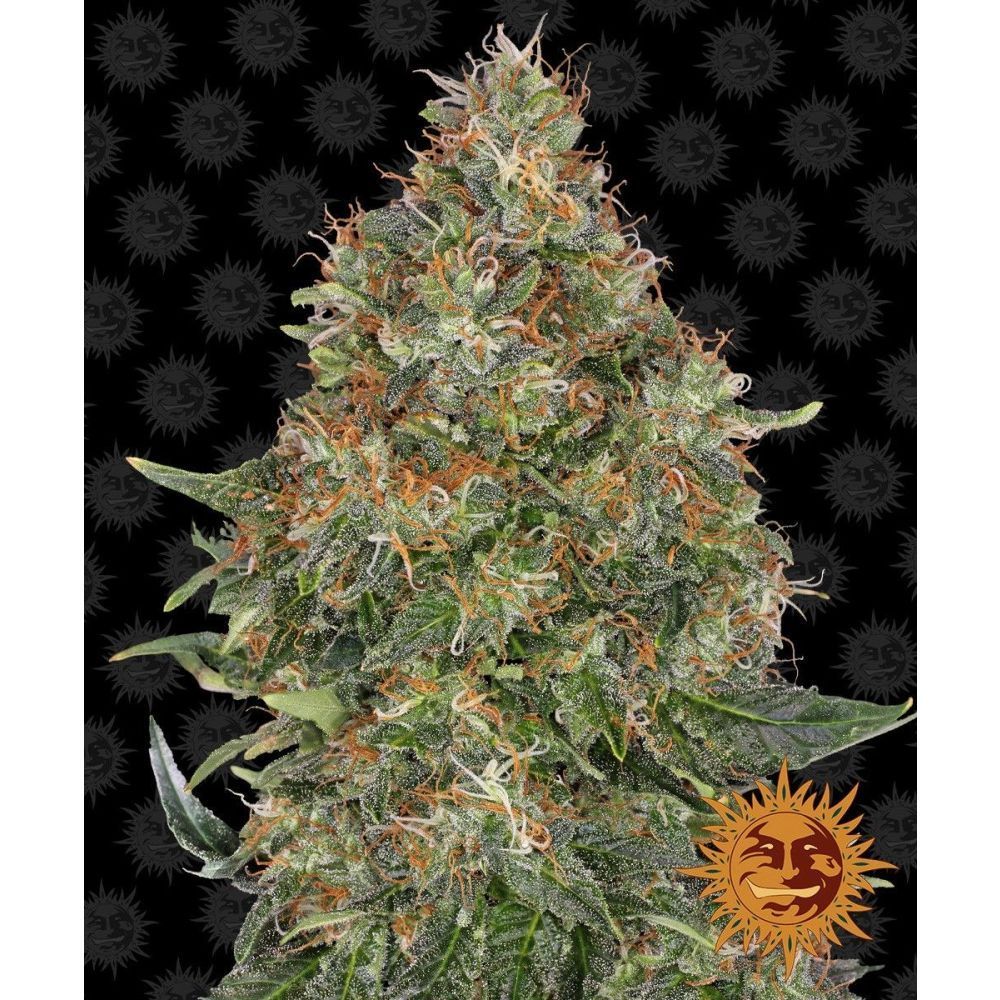 Barneys Farm Pineapple Express Automatic Hanfsamen Blüte