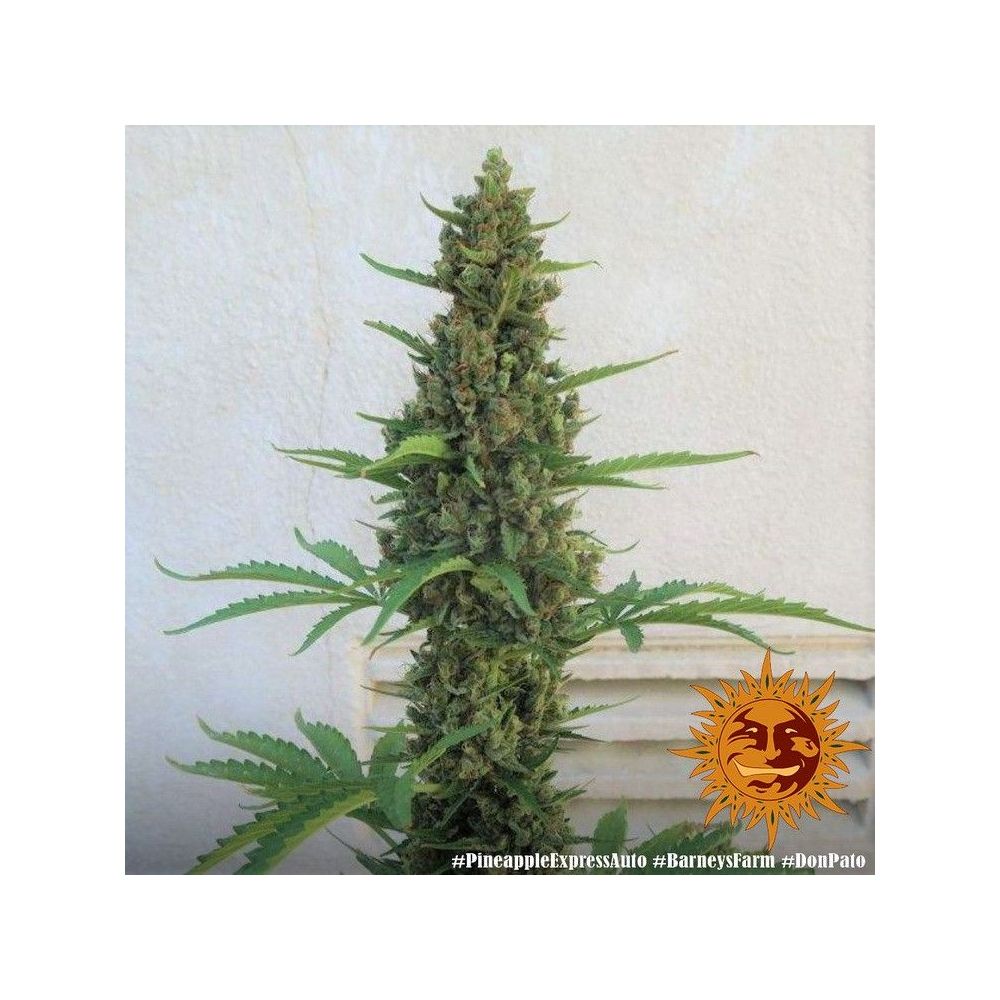 Barneys Farm Pineapple Express Automatic Hanfsamen Blüte