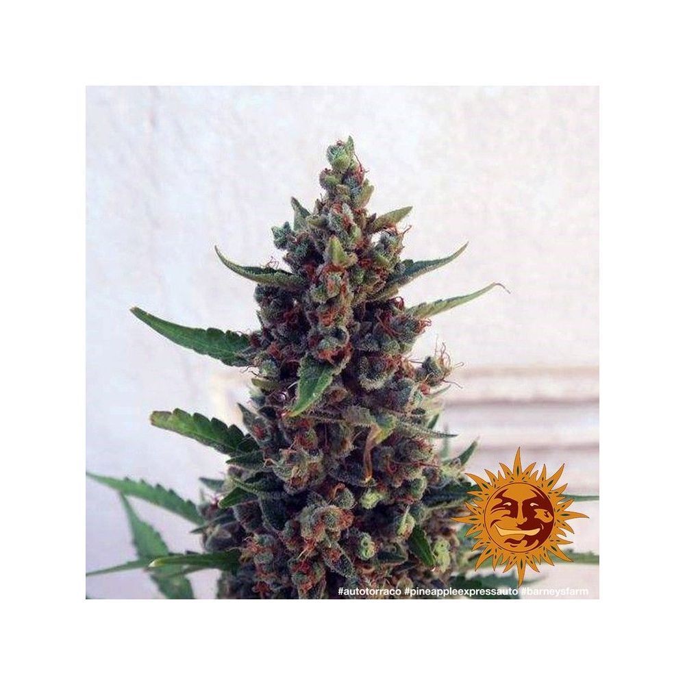 Barneys Farm Pineapple Express Automatic Hanfsamen Blüte