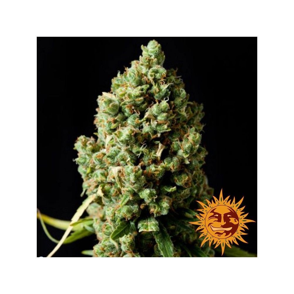 Barneys Farm Pineapple Express Automatic Hanfsamen Blüte