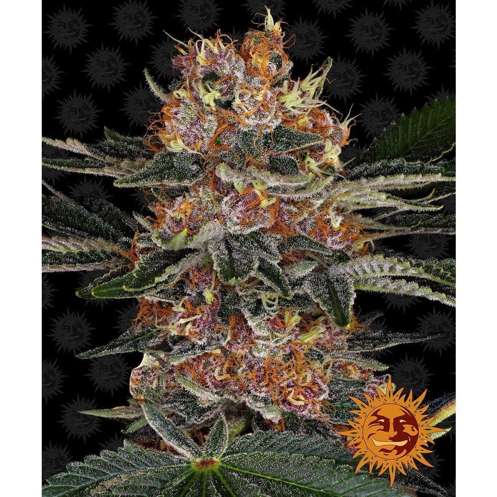 Barneys Farm Purple Punch Automatic Hanfsamen Blüte