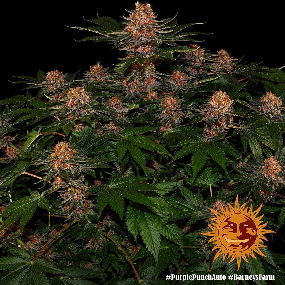 Barneys Farm Purple Punch Automatic Hanfsamen Blüte