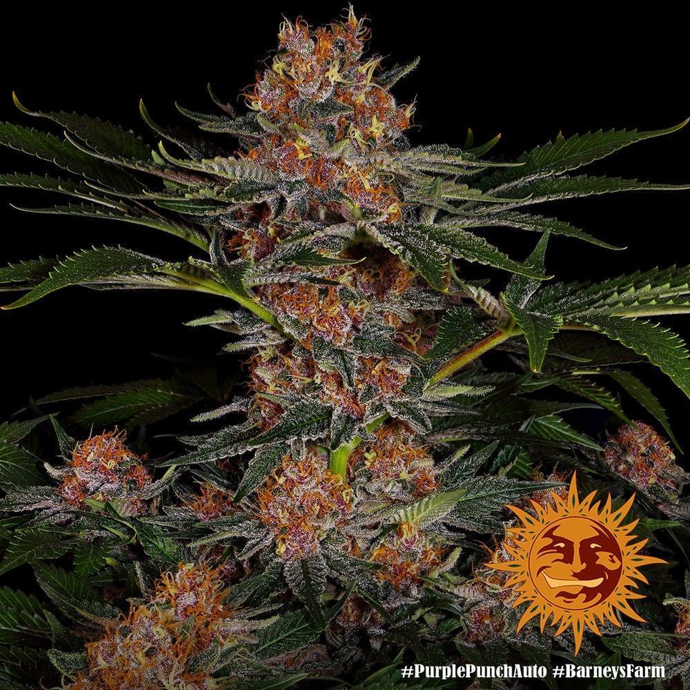 Barneys Farm Purple Punch Automatic Hanfsamen Blüte