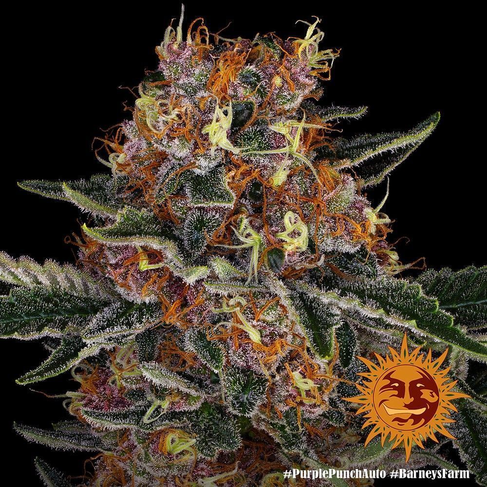 Barneys Farm Purple Punch Automatic Hanfsamen Blüte