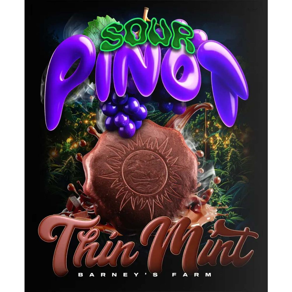 Barneys Farm Thin Mint x Sour Pinot Automatic Hanfsamen