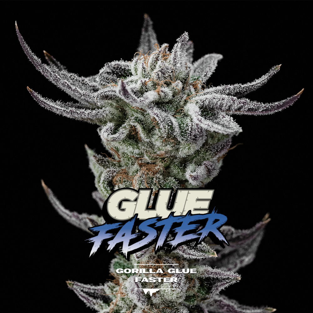BSF Seeds Gorilla Glue Fast Feminisierten Hanfsamen