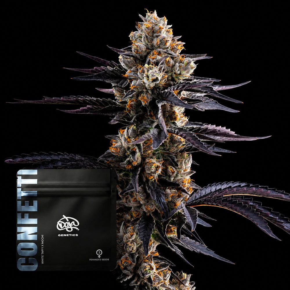 Doja Exclusive Confetti Feminisierte Cannabissamen 