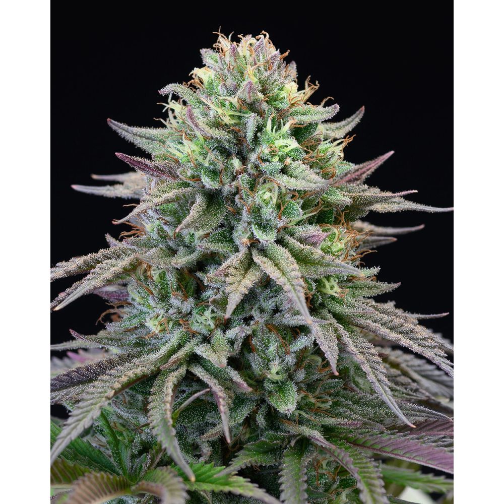 Cookies Seed Bank Cherry Cook Feminisierte Hanfsamen Cannabisblüte