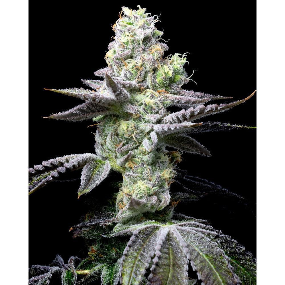 Cookies Seed Bank Wet Wet Feminisierte Hanfsamen Cannabisblüte