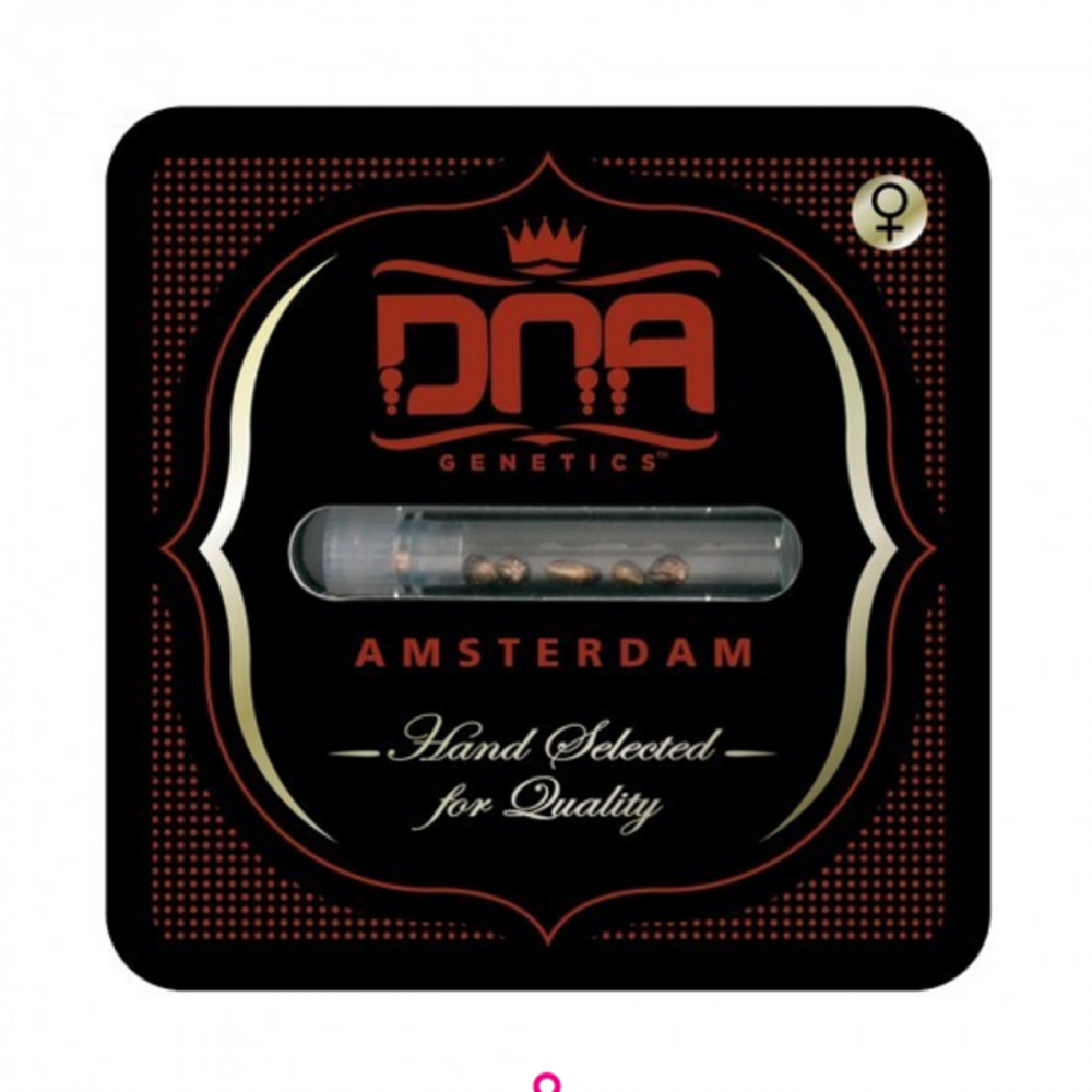 DNA Genetics Banana Sorbet Feminisierte Hanfsamen Verpackung