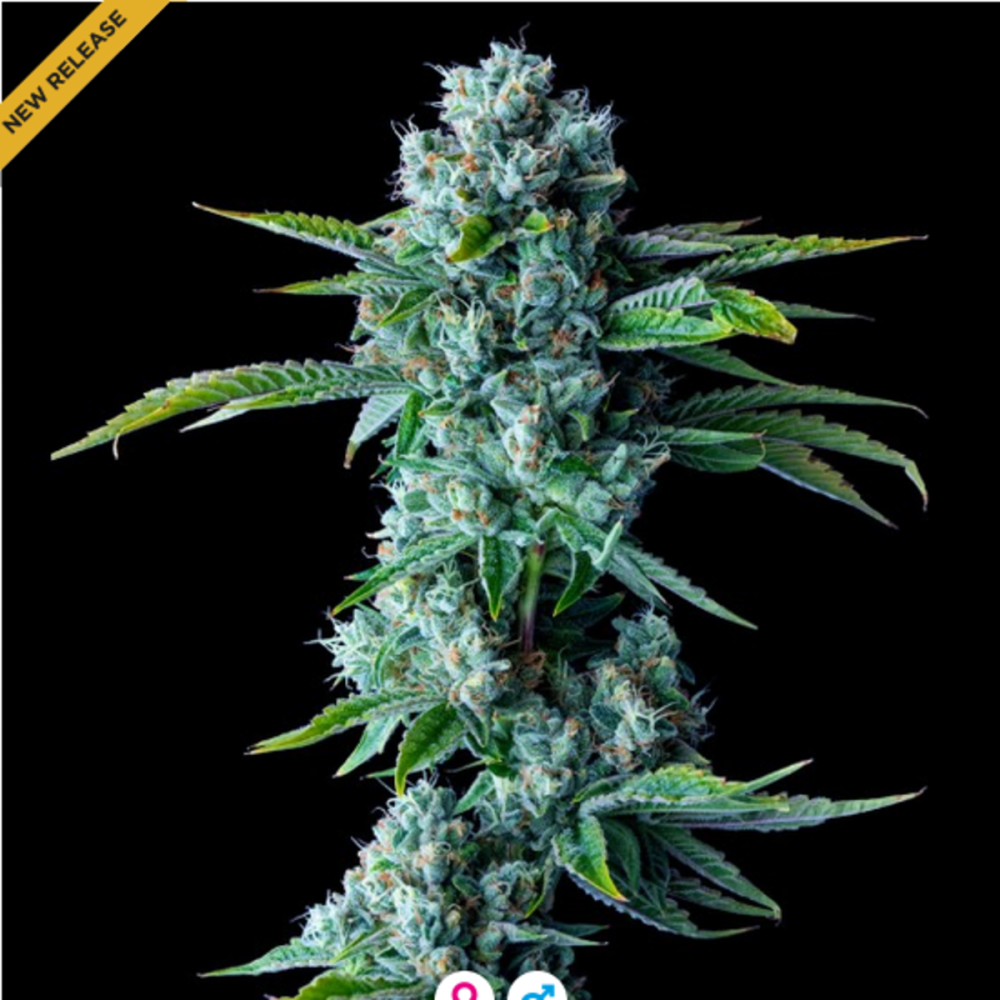DNA Genetics Skywalker Kush Feminisierte Hanfsamen