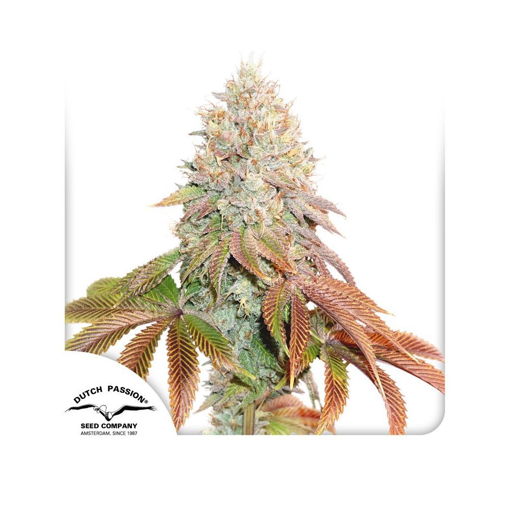 Auto Banana Blaze Hanfsamen Blüte