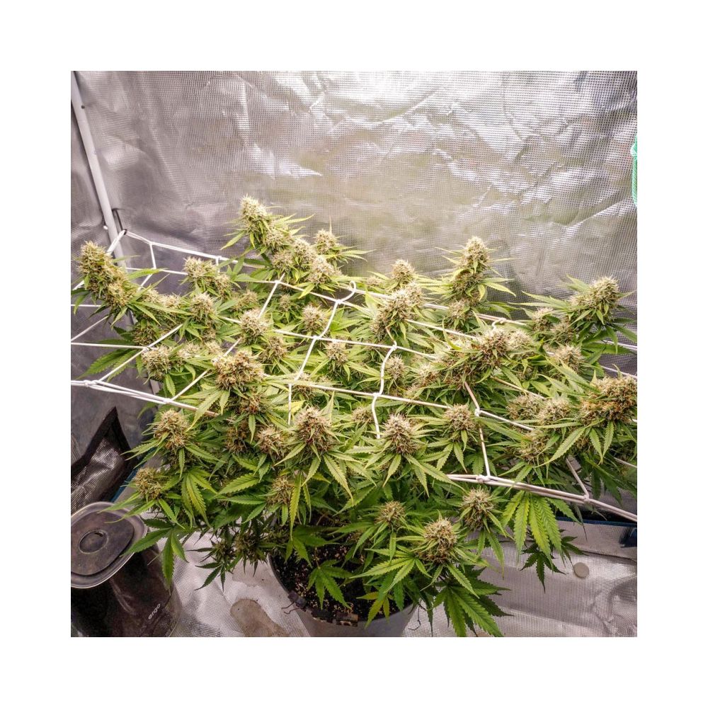 CBD Auto Blueberry Hanfsamen Blüte