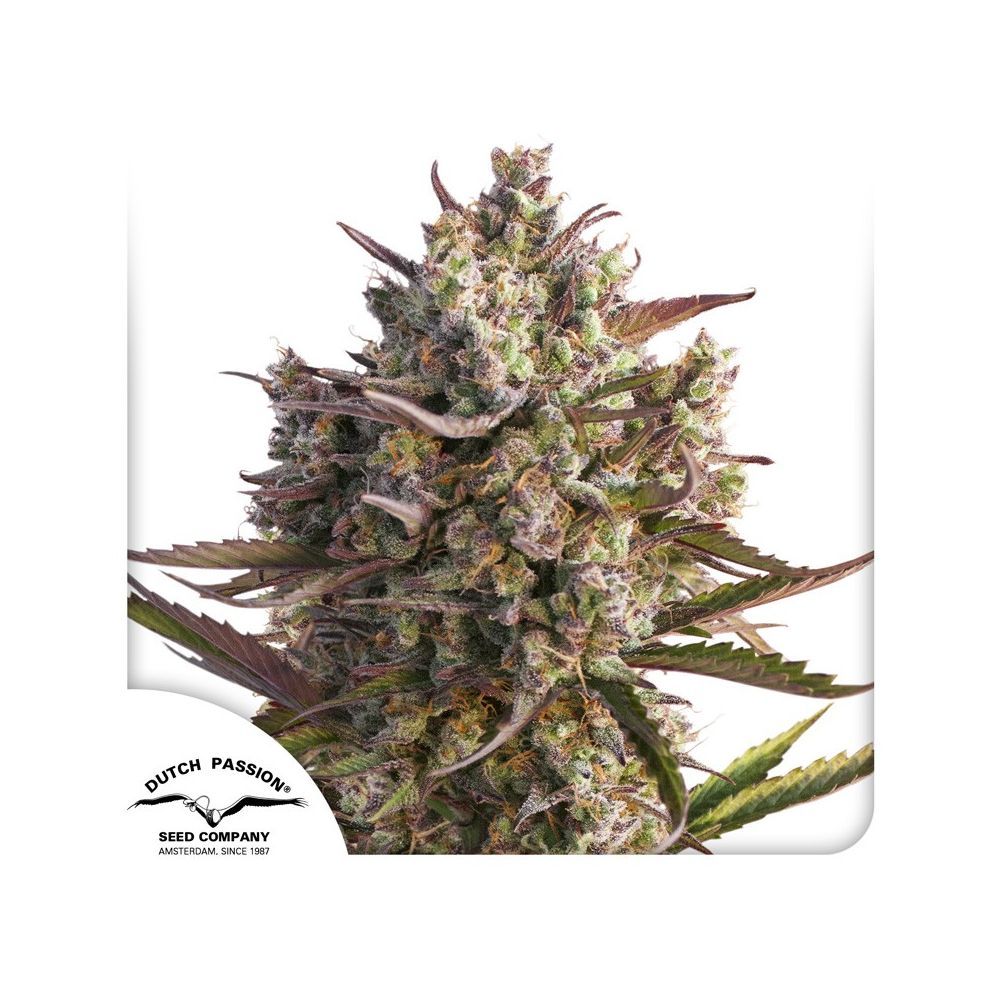 CBD Auto Blueberry Hanfsamen Blüte