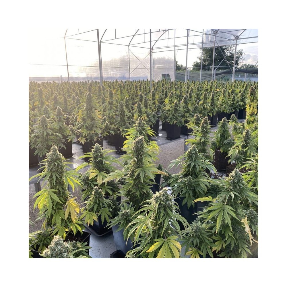 Dutch Passion CBD Auto Victory Hanfsamen Blüte im Gewächshaus