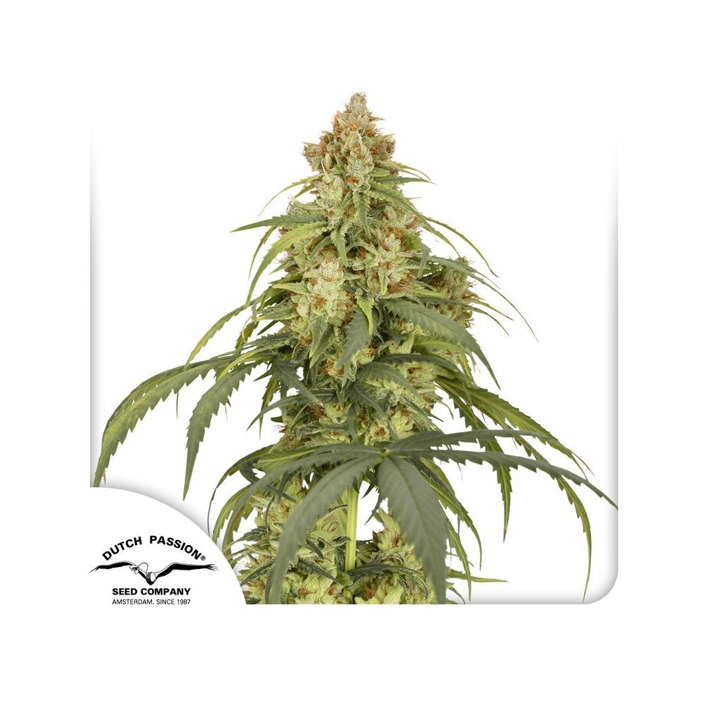 Dutch Passion CBD Auto Victory Hanfsamen Blüte