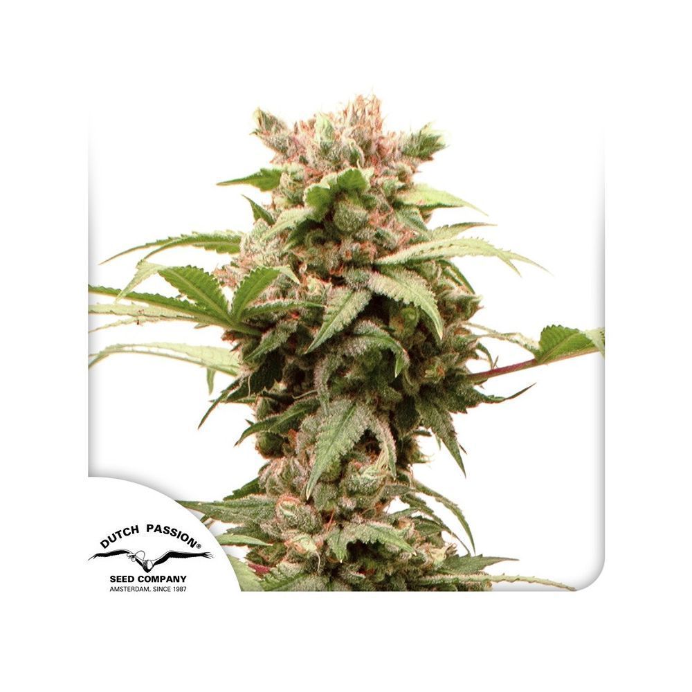 Dutch Passion CBG Force Auto Hanfsamen Blüte