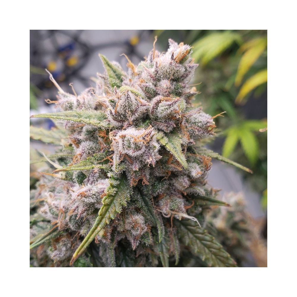 Dutch Passion Auto Cinderella Jack Hanfsamen Blüte