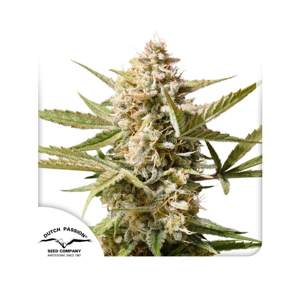 Dutch Passion Auto Cinderella Jack Hanfsamen Blüte