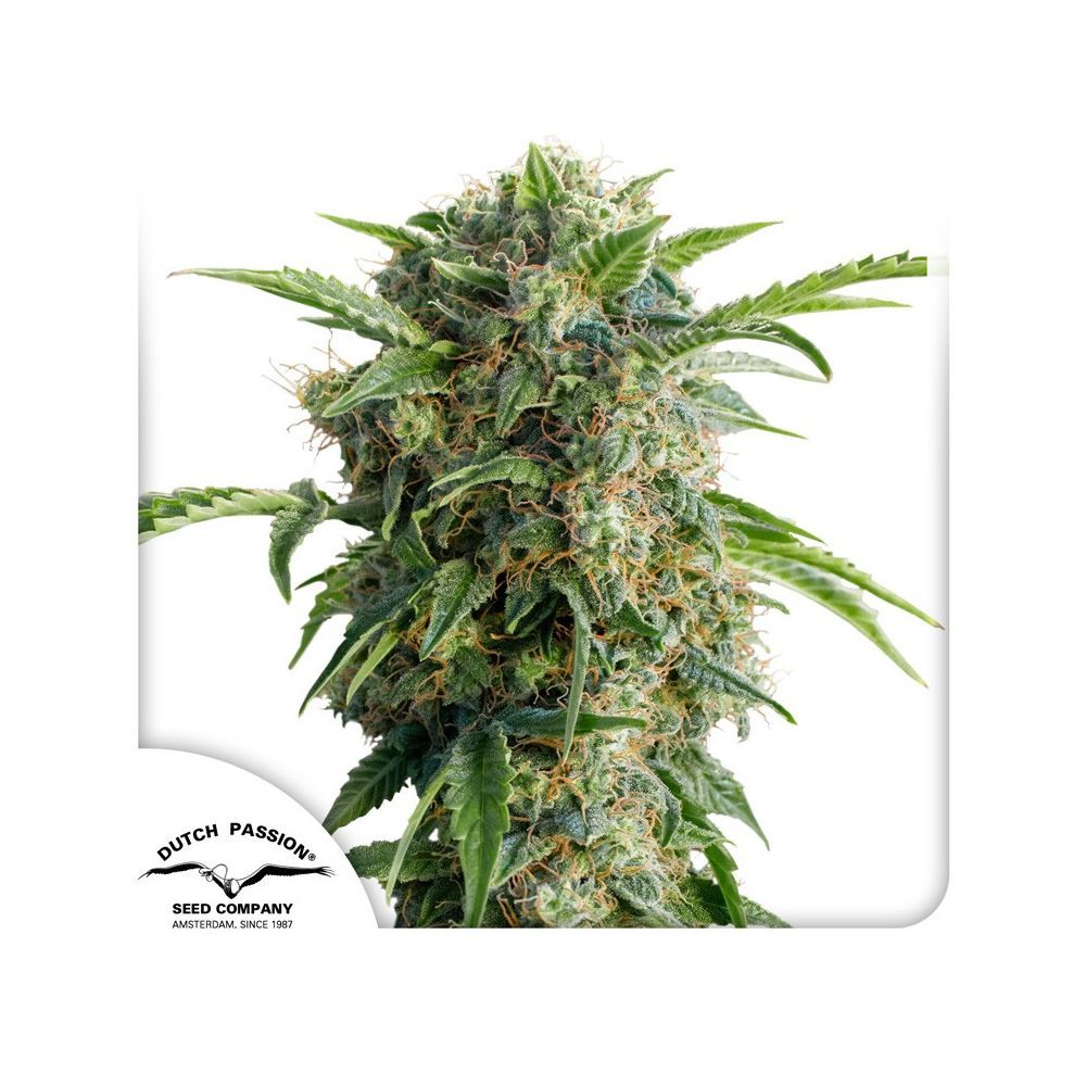 Dutch Passion Auto Daiquiri Lime Hanfblüten