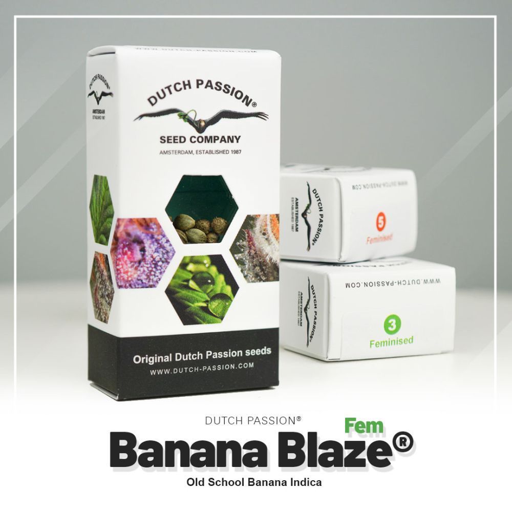Banana Blaze Hanfsamen Verpackung
