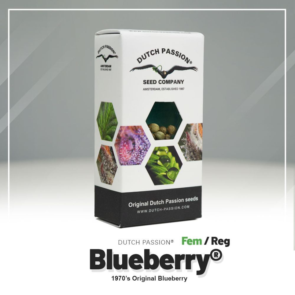 Dutch Passion Blueberry Hanfsamen Verpackung