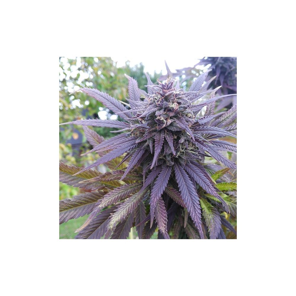 Dutch Passion Blueberry Hanfsamen Blüte Purple