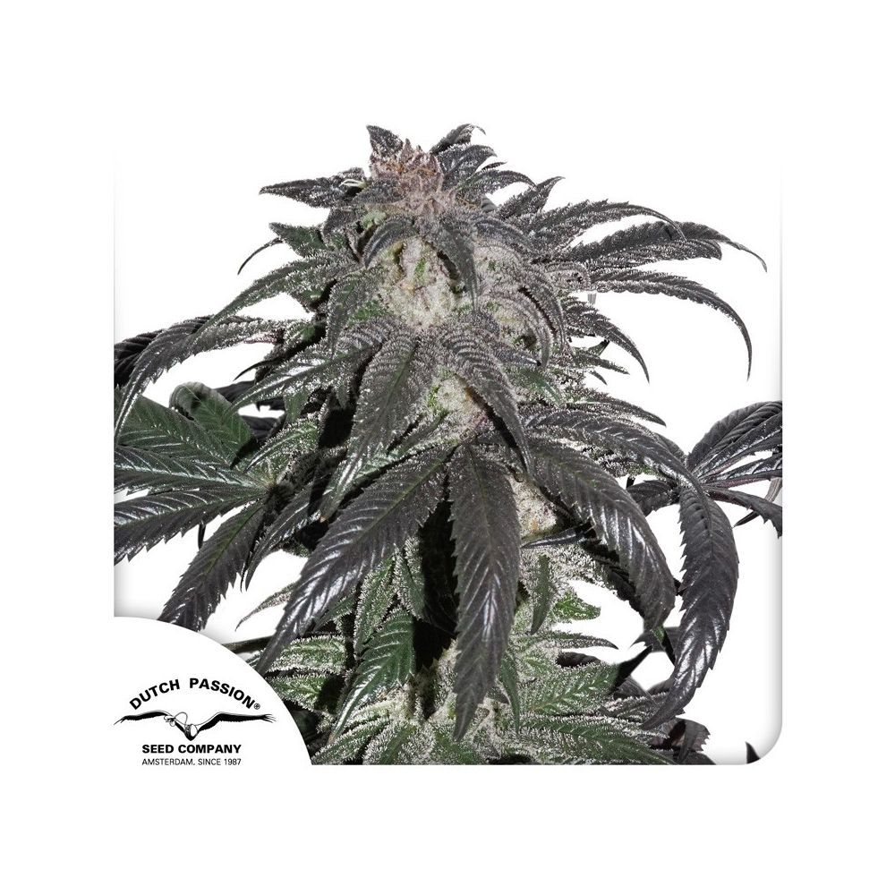 Dutch Passion Bubba Island Kush Hanfsamen Blüte