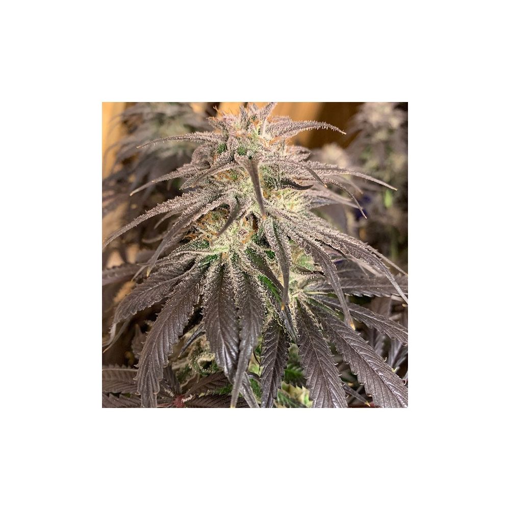 Dutch Passion Bubba Island Kush Hanfsamen Blüte dunkel lila