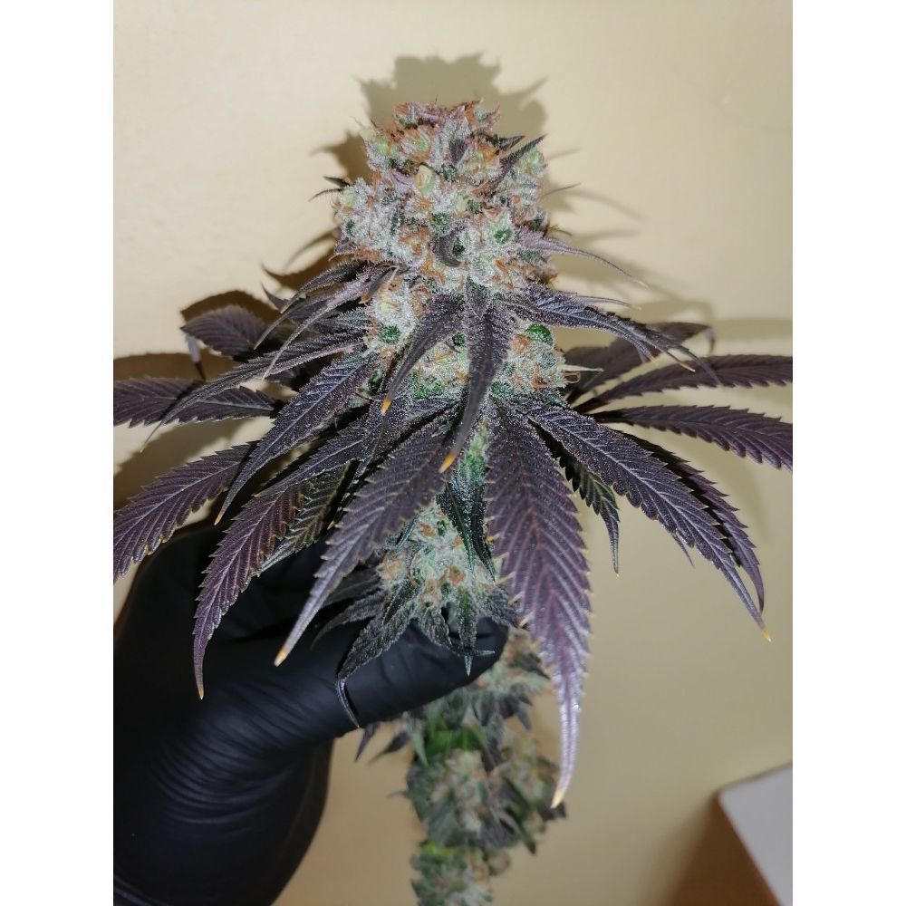 Dutch Passion Bubba Island Kush Hanfsamen Blüte dunkel lila