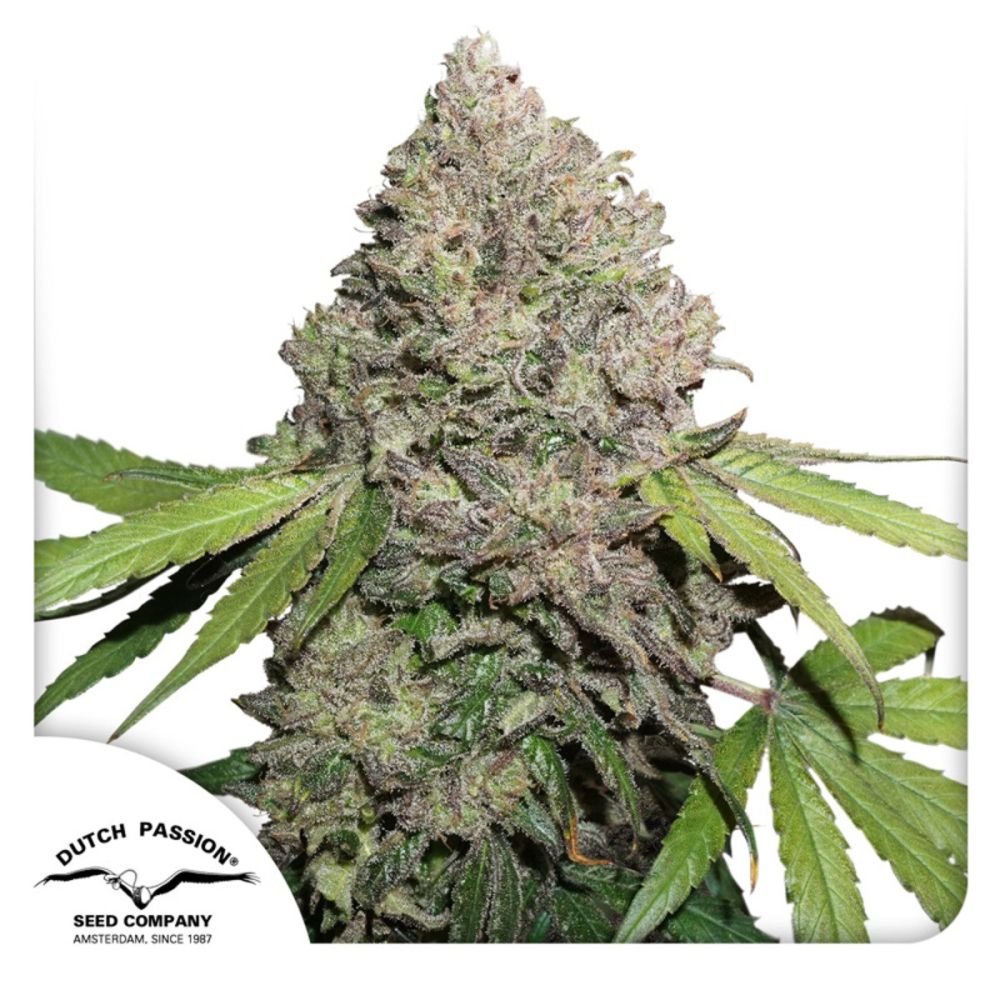 Dutch Passion Auto CBD Charlotte’s Angel Feminisierte Hanfsamen