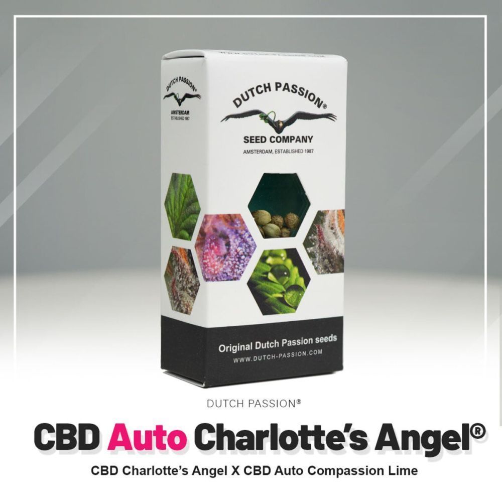 Dutch Passion Auto CBD Charlotte’s Angel Feminisierte Hanfsamen