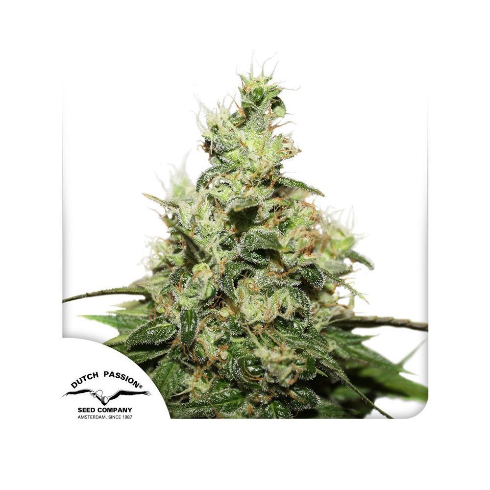 Dutch Passion CBD Kush Hanfsamen Blüte