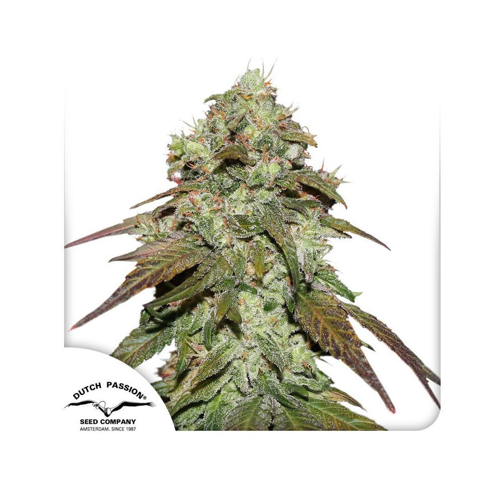 Dutch Passion CBD Mazar Hanfsamen Blüte