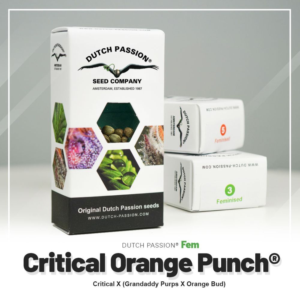 Dutch Passion Critical Orange Punch Hanfsamen Verpackung