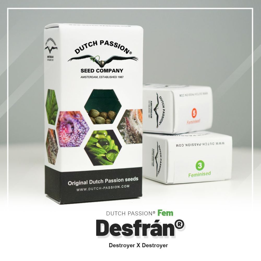 Dutch Passion Desfran Hanfsamen Verpackung