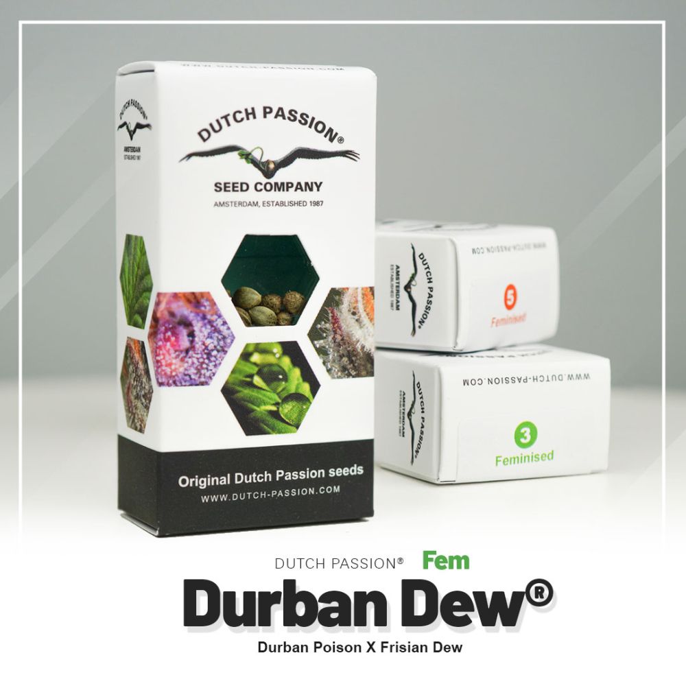 Dutch Passion Durban Dew Hanfsamen Verpackung