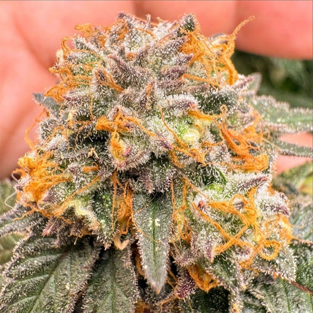 Dutch Passion Kingston Punch Automatic Hanfsamen Cannabisblüte