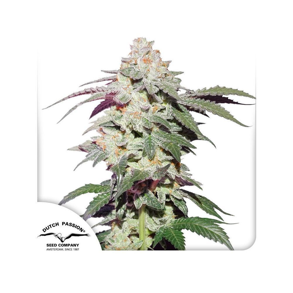 Dutch Passion Skywalker Haze Hanfpflanze Blüte
