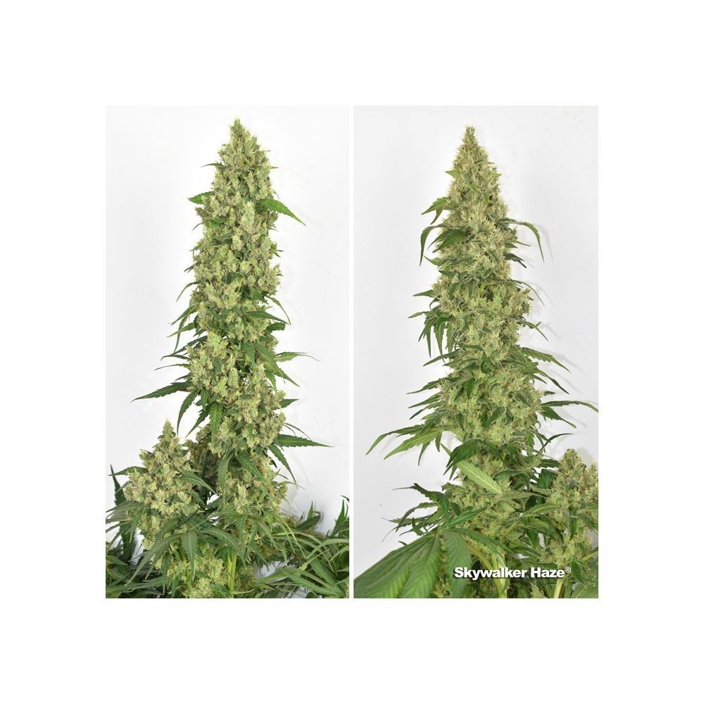 Dutch Passion Skywalker Haze Hanfpflanze Blüte