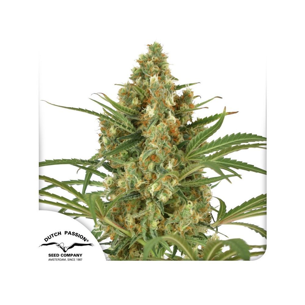 Dutch Passion Snow Bud Hanfpflanze Blüte