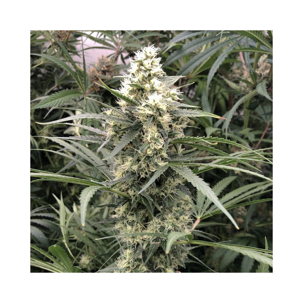 Dutch Passion Snow Bud Hanfpflanze Blüte